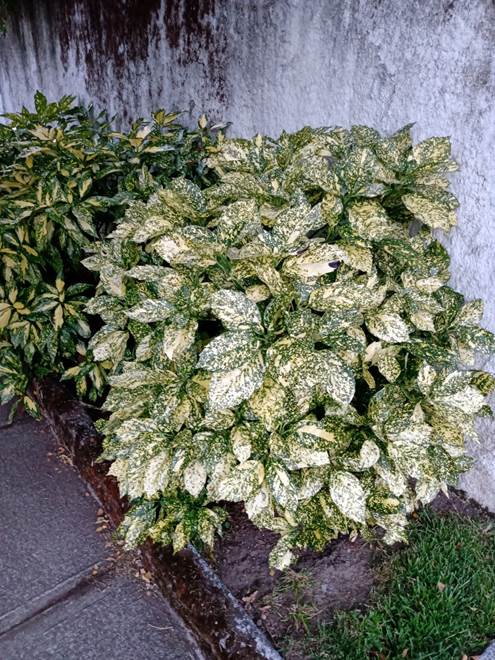 Descripción: D:\flores x genero\Ornamentales varias\Ornamentales\Angio-Dic-A-c\aucuba\Aucuba japonica (1).jpg